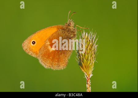 Coenonympha pamphilus Small Heath perché sur l'herbe Suisse adultes Banque D'Images