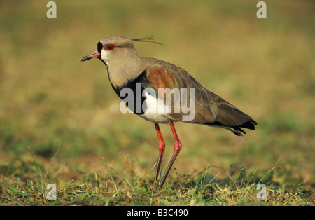 Le sud de sociable (vanellus chilensis),des profils, Pantanal, Brésil, Amérique du Sud Banque D'Images