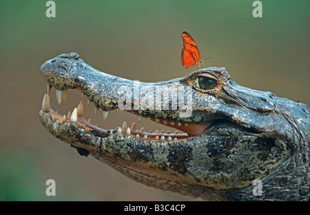 Ours à lunettes Caiman Caiman crocodilus adulte avec Julia Butterfly Dryas iulia Pantanal Brésil Amérique du Sud Banque D'Images