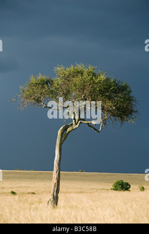 Kenya, Masai Mara National Reserve. Un arbre d'acacia sur les plaines du Masai Mara, dans le contexte d'un ciel d'orage. Banque D'Images