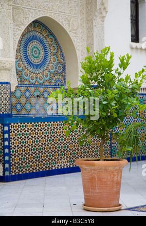 Mosaïque et d'oranger en pots à la Grande Mosquée de Paris France Banque D'Images