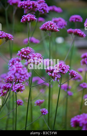 Verbena bonariensis Banque D'Images