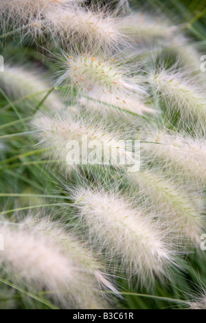 Pennisetum villosum Banque D'Images