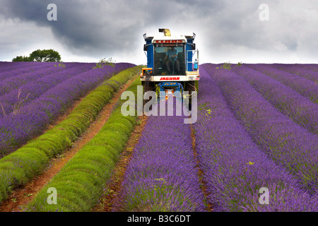 La récolte de lavande à Snowshill Lavender Farm Gloucestershire England UK Banque D'Images