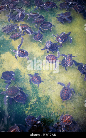 Caraïbes, Grand Cayman, Boatswain's Beach. Les bébés tortues écloses à la ferme des tortues dans le cadre d'un programme de conservation. Ici les tortues varient en taille de 6 onces à 600 livres. Réservoirs spécifiques donnent l'opportunité de toucher de poussins et les bébés tortues. Outre les tortues, la ferme possède des requins, des poissons et des oiseaux sur l'écran. Banque D'Images