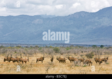 Au Kenya, le parc national de Tsavo Ouest. Un troupeau d'oryx à longues franges sur les plaines arides de l'Ouest de Tsavo National Park avec le tape montagne dominant le paysage. Banque D'Images