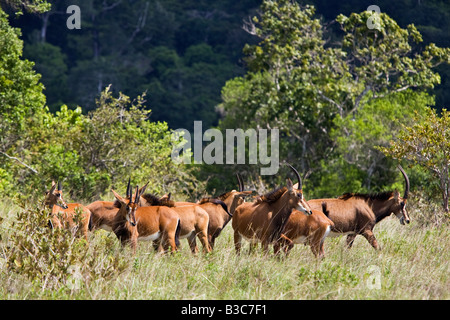 Kenya, district de Kwale, Shimba Hills. Un troupeau d'hippotrague (Hippotragus niger) dans les collines de Shimba, au sud de Mombasa. Cette population de Sable est classé en danger par l'UICN. Banque D'Images