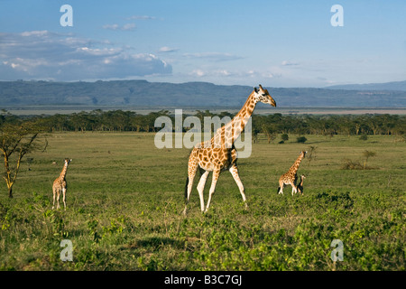 Kenya, Nakuru, le Parc National de Nakuru. Les girafes de Rothschild (Giraffa camelopardalis) dans le Parc National de Nakuru. Banque D'Images