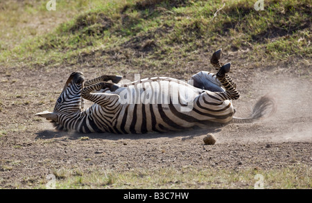 Masai Mara, Kenya, Masai Mara. Un zèbre (Equus quagga) roule dans la poussière pour se protéger contre les parasites et les insectes piqueurs. Banque D'Images