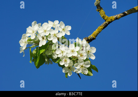 Poirier (Pyrus pyraster), Blossom, Suisse Banque D'Images