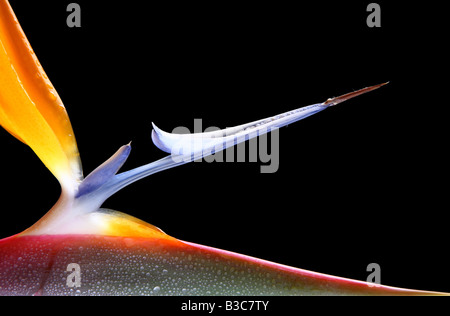 Un gros plan d'un exposant de strelitzia isolé ses couleurs brillantes. Banque D'Images