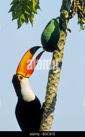 Toucan Toco toco Ramphastos adulte qui les mangues Pantanal Brésil Amérique du Sud Banque D'Images