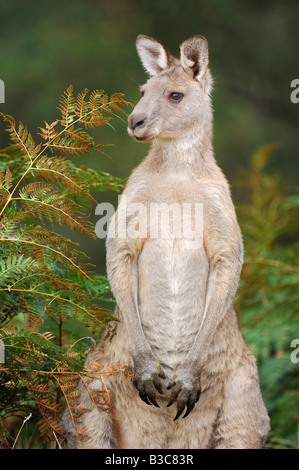 Kangourou gris de l'Ouest Macropus fuliginosus permanent Adultes Australie Banque D'Images