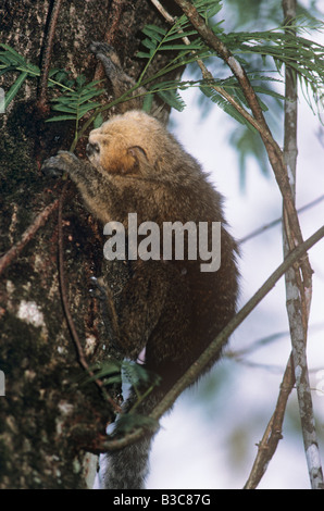 Buffy dirigé Callithrix flaviceps ouistiti Callitrichidae une espèce en voie de disparition qui se nourrissent de sève, Côte Atlantique rainforest Brésil Banque D'Images