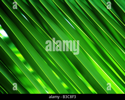 Feuilles de palmier vert