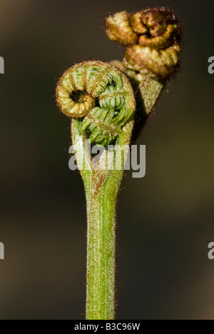 Les jeunes de la fougère (Pteridium aquilinum) déploiement de frondes. Banque D'Images