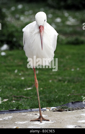 La Cigogne Blanche (Ciconia ciconia) debout sur une jambe. Notez que le centre de masse de l'oiseau est à la verticale du pied. Banque D'Images