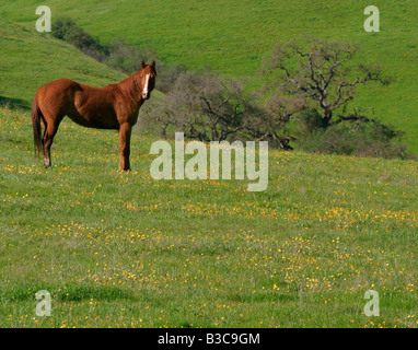 Un cheval a l'air en position debout dans un champ rempli de fleurs sauvages Banque D'Images