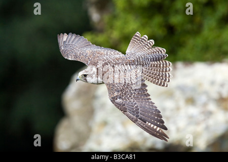 Le Faucon gerfaut (Falco rusticolus) en vol Banque D'Images