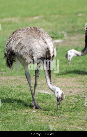 Le Nandou est un grand oiseau ratite aptères, originaire de l'Amérique du Sud. C'est le plus grand des deux espèces : l'American Rhea. Banque D'Images