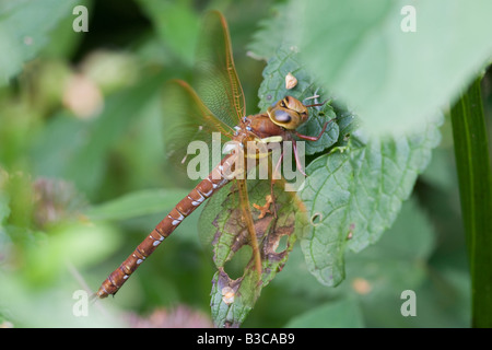 Brown Hawker Aeshna grandis adulte au repos sur une feuille Banque D'Images