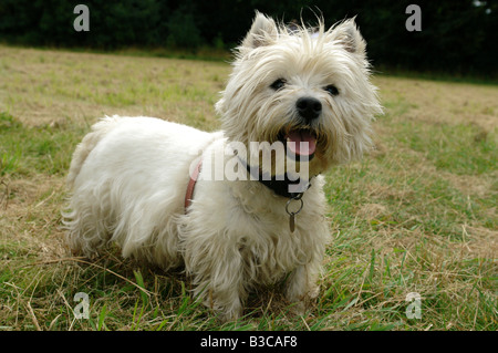 Costhorpe Worksop Bretagne Angleterre GO UK 2008 Banque D'Images