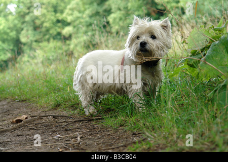 Costhorpe Worksop Bretagne Angleterre GO UK 2008 Banque D'Images