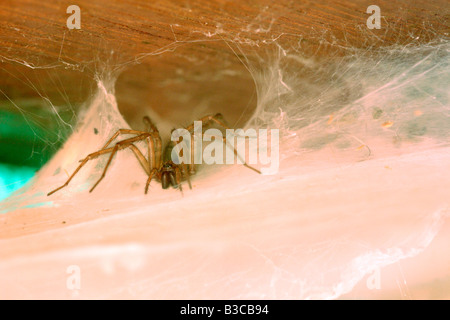 Chambre Spider, Tegenaria gigantea, assis dans l'entonnoir retraite tubulaire de ses feuilles denses en attente de web proie, UK Banque D'Images