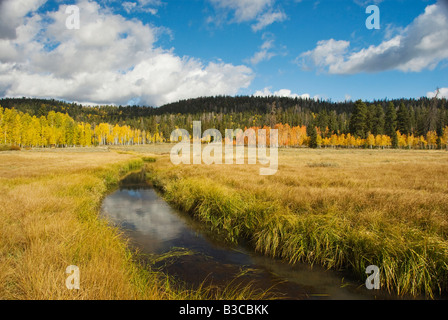 Les nuages reflètent dans un ruisseau au cours de l'automne Dixie National Forest près de Cedar Breaks National Monument Utah Banque D'Images