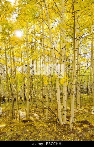 Aspen Grove à l'automne de l'Utah Banque D'Images