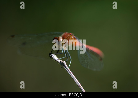 Sympetrum striolatum vert (commune) perché sur stick. Banque D'Images