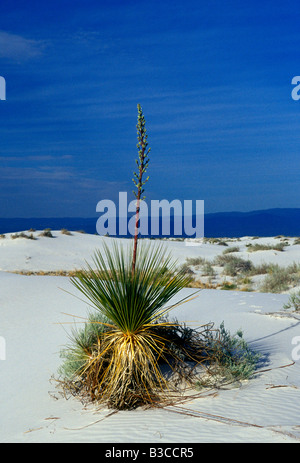 Yucca, yucca, plante, arbre de savon, White Sands National Monument, le bassin de Tularosa, terres publiques, Alamogordo, New Mexico, United States, Amérique du Nord Banque D'Images