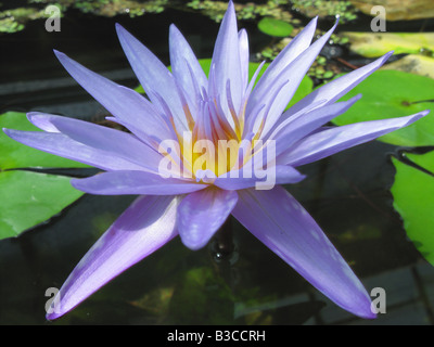 Fleur de lotus bleu violet close up Nymphea Banque D'Images