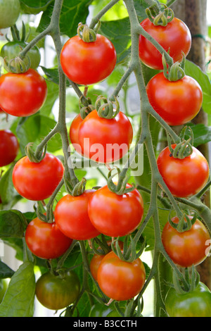 Tomates cerises douces qui poussent sur la vigne en serre au Royaume-Uni Banque D'Images