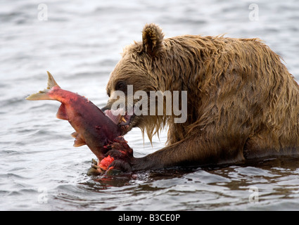 Ours brun en Kamchatsky Yuzhno national nature reserve au Kamtchatka dans l'Extrême-Orient russe 2008 Banque D'Images