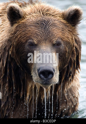 Ours brun en Kamchatsky Yuzhno national nature reserve au Kamtchatka dans l'Extrême-Orient russe 2008 Banque D'Images