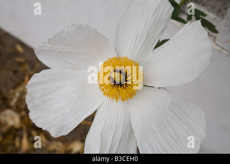 Close up of ISBN 2-07-059113-1 Poppy, Romneya coulteri, un favori de la Californie Banque D'Images