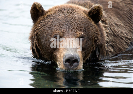 Ours brun en rivière à saumons Kamchatsky Yuzhno national nature reserve au Kamtchatka dans l'Extrême-Orient russe 2008 Banque D'Images