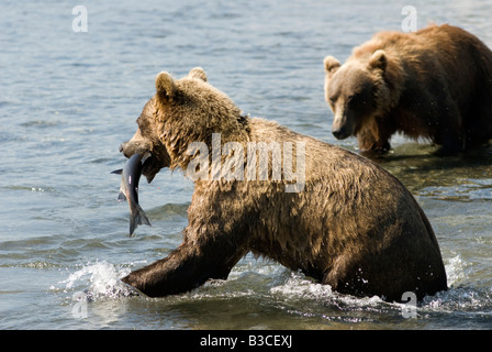 Ours brun sur le saumon en rivière dans la réserve naturelle nationale Kamchatsky Yuzhno au Kamtchatka dans l'Extrême-Orient russe 2008 Banque D'Images