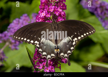 Papilio troilus Spicebush Swallowtail Banque D'Images