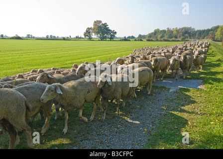 Troupeau de moutons troupeau berger à la suite de la campagne prés faucher Banque D'Images