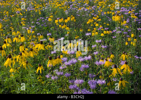 La monarde fistuleuse et jaune d'échinacée, le Prairie Enthusiasts' Schurch-Thomson Prairie, Iowa Comté (Wisconsin) Banque D'Images