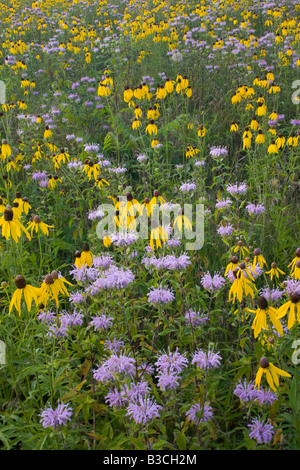 La monarde fistuleuse et jaune d'échinacée, le Prairie Enthusiasts' Schurch-Thomson Prairie, Iowa Comté (Wisconsin) Banque D'Images