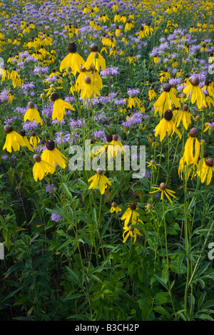 La monarde fistuleuse et jaune d'échinacée, le Prairie Enthusiasts' Schurch-Thomson Prairie, Iowa Comté (Wisconsin) Banque D'Images