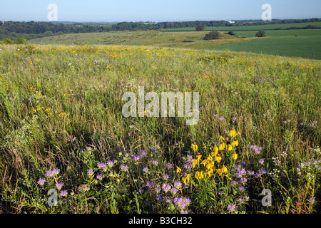 Prairies indigènes, Thomson Memorial Prairie (The Nature Conservancy préserver), comté de Dane, Wisconsin Banque D'Images