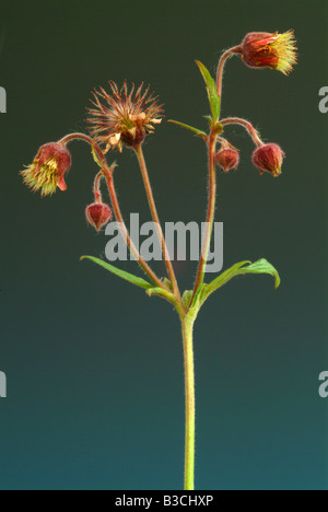 L'eau des plantes médicinales avens cariofillata dei rivière cariofillata geum Geum rivale Banque D'Images