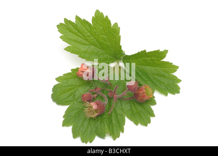 L'eau des plantes médicinales avens cariofillata dei rivière cariofillata geum Geum rivale Banque D'Images