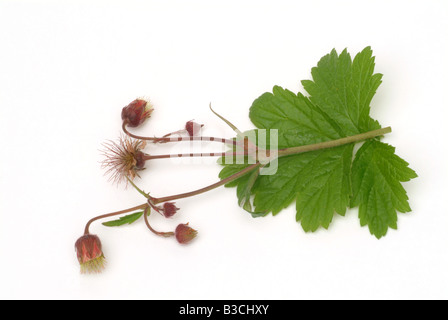 L'eau des plantes médicinales avens cariofillata dei rivière cariofillata geum Geum rivale Banque D'Images