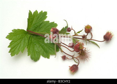 L'eau des plantes médicinales avens cariofillata dei rivière cariofillata geum Geum rivale Banque D'Images