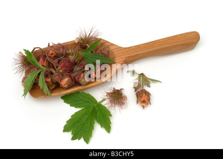 L'eau des plantes médicinales avens cariofillata dei rivière cariofillata geum Geum rivale Banque D'Images